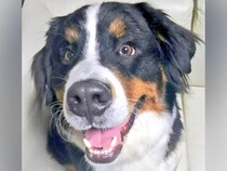 笑顔が可愛い大型犬→寝顔を撮影した結果…同じ犬とは思えない『表情の違い』に1万いいね集まる「天使と悪魔ｗｗ」「怖かわいい笑」と爆笑