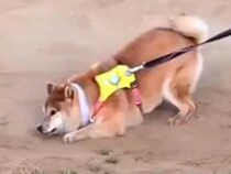 『さすがに丸洗い確定』散歩中、砂の上を歩いていた柴犬が…唐突にみせた『衝撃的な行動』が9万表示「土埃あがるほどｗ」「全力でかわいい」の声