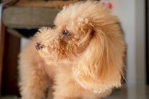 犬に『ウザい』と思われる飼い主の行動５選　愛犬が嫌がっているときにみせるサインや好かれるコツまで