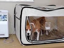 犬に『酸素室に入れたらオヤツをあげる』と教えた結果…思いもよらない『まさかの副作用』に爆笑「新しい特技」「賢くて悪知恵も働くのかな」