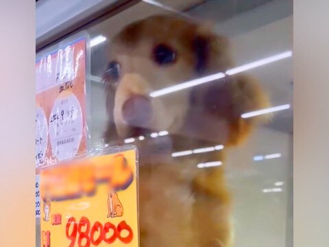 『98000円』で売れ残っていた犬→家族の反対を押し切り飼った結果…運命的な光景が1473万再生の反響「本当にありがとう」現在の様子も