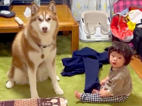 おばあちゃんに叱られた『赤ちゃんと大型犬』が、次の瞬間…まるで『本当の姉弟』のような行動が259万再生「タイミングがw」「仲良しすぎ」