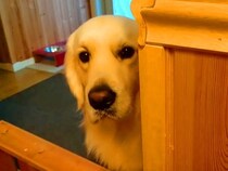 朝、ヨーグルトを食べ始めると大型犬の視線を感じて…あまりにも圧が強い『まさかの行動』が話題「人間にしか見えない」「パパの負けだね」