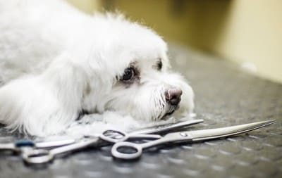 犬のカットイメージ