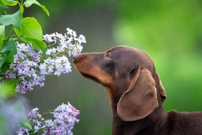 鼻に顔を近づける犬