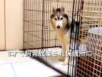 8歳で飼育放棄された『ガリガリの大型犬』を保護→現在の家族と出会い…精一杯生きた『6年間の証』に涙が止まらないと87万再生「素敵な家族」