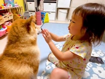 2歳の女の子が『雷を怖がる豆柴』に…自分も怖いはずなのに見せた行動が41万再生「どっちも愛おしくて泣ける」「素敵な関係性」と感動の声