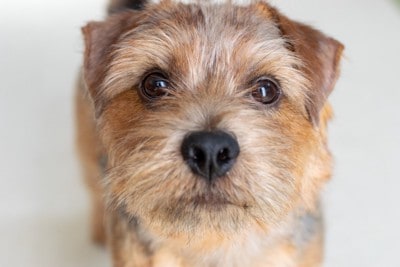 見つめる犬の顔のアップ