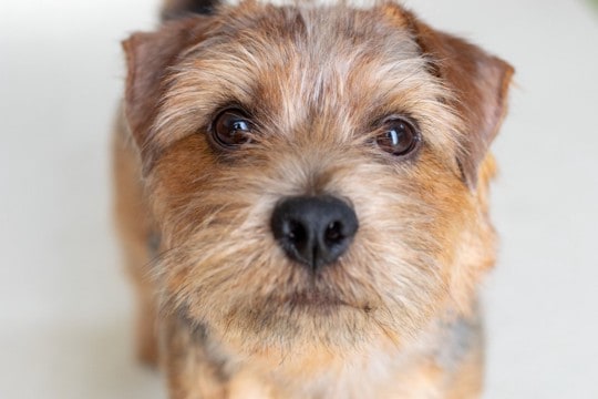 犬があなたに『期待』しているときのサイン4つ 目を輝かせている理由から適切な応え方まで