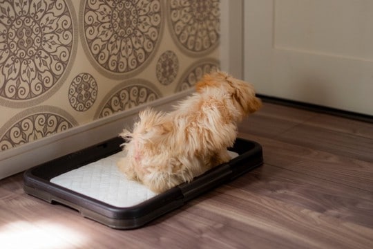 犬が『人前でトイレ』をしたがらない原因4つ　隠れてしようとする心理から改善策まで