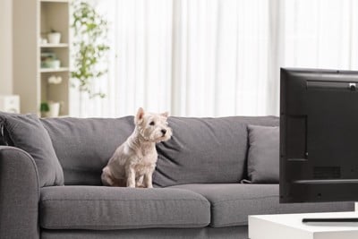 ソファに座る犬