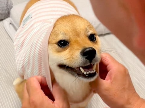 『今からマクドナルドの配達が来るから、吠えちゃダメ』と犬にお願いした結果→コント過ぎる光景が335万再生「爆笑した」「キレイなオチw」