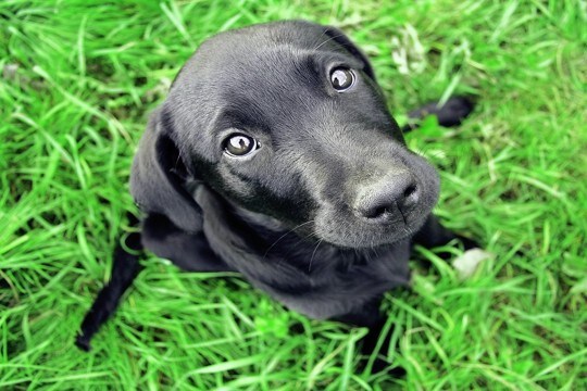 犬を『不幸』にする飼い主の特徴5選 犬を飼っちゃダメな人の共通点やお互いが幸せになる方法まで