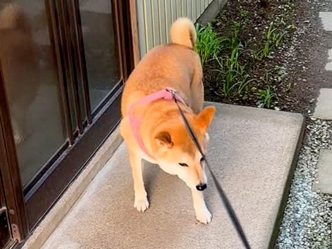 『もう居ないんだよ…』いつも犬の散歩中におやつをくれたおばあちゃん→亡くなってしまい…切なすぎる光景が38万再生「泣ける」「寂しいね」