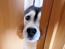 『大変です…！』とハスキー犬が呼びに来たので、ついて行った結果→子猫が…想定外の光景が197万再生「賢くて可愛い」「仲良すぎ」と大絶賛