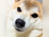 歯磨きを終えた犬→口を開けてもらうため『あー』と言ってみたら…まるで子供のような『まさかの行動』が92万再生「愛おしい」「声出さずにｗ」