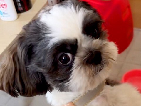 『こんなにも可愛らしい犬が…』シャンプーの様子を送ってもらった結果→『衝撃的な表情』が115万再生「笑いとまらんｗｗ」「ほんとに誰ｗ」