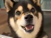 『お散歩に行かせろ』と圧をかけてくる犬→ご飯の時間になると…もはや別犬な『態度の豹変』が24万再生「鳴き方が違うｗ」「声可愛すぎ」