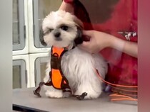 赤ちゃん犬が『初めてのトリミング』に挑戦した結果→『緊張してしまうかな』と思ったら…予想外すぎる光景が3万再生「すべてが可愛い」「天使」