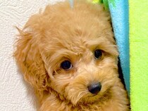 ウサギと初めて会った子犬→全力の『床キック』を目の当たりにした結果…想像以上にビビってしまう様子が319万表示「中に人入ってそうｗ」