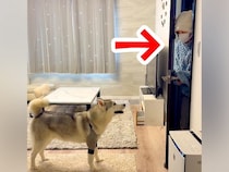 ハスキー犬が『入院していた飼い主と再会した』結果…深い絆を感じる『おかえりなさいの瞬間』が186万表示「我慢してて偉い」「可愛いし尊い」