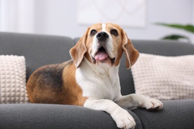 舌を出すビーグル