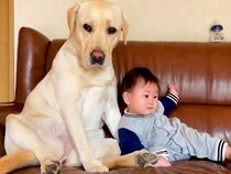 ママがいない時だけ『赤ちゃんの子守り』をしてくれる大型犬…あまりにも手慣れている『愛溢れるお世話』が291万再生「ベビーシッターみたい」