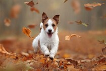 愛犬と一緒に楽しむ『秋の過ごし方』4選　おすすめのアクティビティや満喫するための秘訣をご紹介