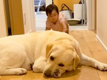 廊下をハイハイする赤ちゃん→目の前に『大型犬』が寝転がっていて…1歳児とは思えない『想定外の行動』が15万再生「素敵な女性になる」と絶賛