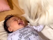 超大型犬が『初めて赤ちゃんに笑いかけてもらった』結果…『大好き』が溢れている行動が409万再生「母性愛」「相思相愛だね」現在の様子も