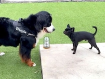 友人の家に大型犬を連れていくと、黒くて小さい犬がいて…見た目の違いと裏腹な『まさかの光景』に爆笑「自分の大きさわかってないのかも」