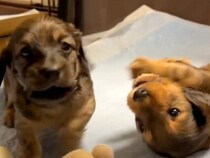 おもちゃを取り合う２匹の赤ちゃん犬→勝負がついた瞬間、１匹が…イジけた末の『まさかの行動』に反響「天使すぎる」「仕草が愛らしい」と反響