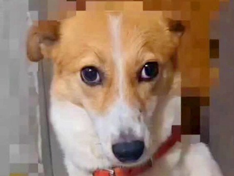 『飼い主に2度捨てられた2頭の犬』保護後、大切にお世話した結果…別のワンコのような『現在』に思わず涙「本当に良かった」「今度こそ幸せに」