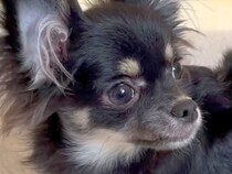 『53850円の売れ残った犬』を飼った結果→外を歩けず、諦めてかけていたら…生後11ヶ月で見せた『驚きの展開』が53万再生「涙が…」「笑顔になれてよかった」