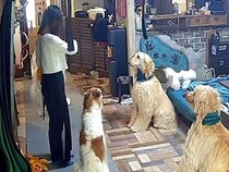 1日2日で外出→犬との留守番を『娘に任せた』結果…カメラが捉えた『衝撃的な光景』が432万再生「かっこよすぎて草」「カリスマ指導者ｗ」