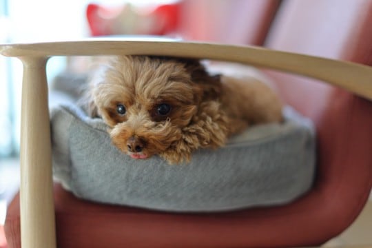 犬が『居心地が悪い』と感じる飼い主の行動5選　苦痛に思っているときのサインや快適な環境づくりのコツまで