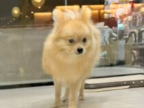 ５ヶ月間売れなかった犬→様子を見に行くうちに『家族にしたい』と思い始めて…『素敵すぎる結末』に感動の声「運命の出会い」「泣いてしまった」