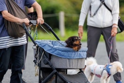 ペットカートで散歩する老犬