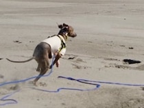 海辺を犬と散歩する男性→スピードについていけず…爆笑必至な『衝撃の展開』に7万いいね集まる「芸術的で草」「漫画でしか見たことないｗｗ」