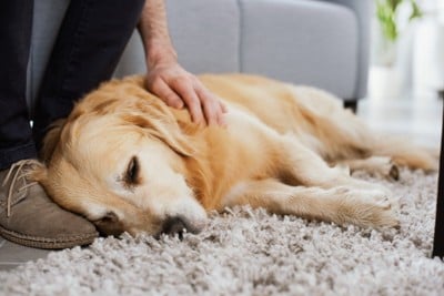 ソファに座る飼い主の足元で寝るゴールデン