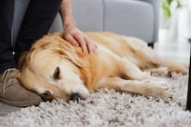 犬が持っている『不思議な能力』6選　知られざる感覚の仕組みや理由も解説