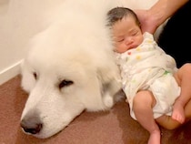 赤ちゃんと超大型犬が『はじめて触れ合った』結果→戸惑ってしまい…尊い『まさかのリアクション』が21万再生「きっと仲良くなれる」「可愛い」