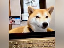 『zoom会議』に参加した犬→うとうとしてしまい…もはや会社員？本当のミーティングのような光景に反響「参加したいｗ」「なんて幸せな会議」