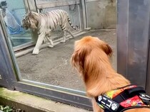 大型犬と一緒に『動物園に行ってみた』結果→猛獣を見た瞬間に…まるで子供のようなリアクションが97万再生「へっぴり腰ｗｗ」「可愛すぎる」
