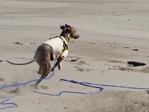 海辺を犬と散歩する男性→スピードについていけず…爆笑必至な『衝撃の展開』に7万いいね集まる「芸術的で草」「漫画でしか見たことないｗｗ」