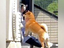 うつ病が良くならない女性が『保護犬』と出会った結果→涙が止まらない『感動の物語』が47万再生「幸せは気づいたらそばにあるんだ」「泣いた」