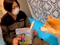 絵本を持っていたら『なにしてるの？』と近づいてきた犬→読み聞かせてあげた結果…まるで親子のような光景が22万再生「愛にあふれた空間…」