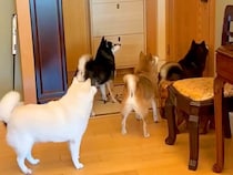 2週間ぶりに帰宅→ドアの前で『4匹の犬』が待機していて…まるで天国のような『尊い光景』が25万再生「叫びすごいｗ」「待ちわびていたのね」