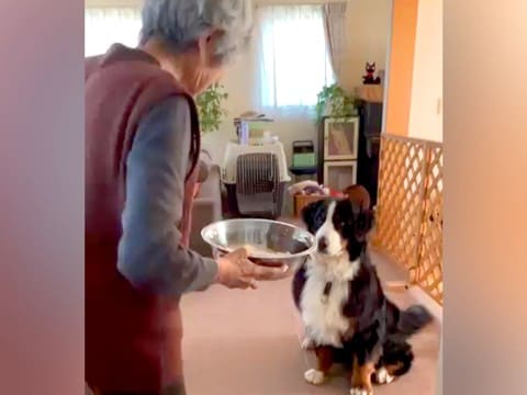 おばあちゃんが『焼き芋』を超大型犬にあげようとしたら…本当の孫のような『愛おしすぎるやり取り』が151万再生「可愛すぎる」「心が和んだ」