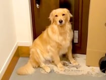 雨が降っていたので『今日は散歩に行かないよ』と大型犬に伝えた結果→玄関で…想像以上に『駄々をこねる光景』が103万再生「無言の圧ｗｗ」